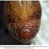 satyrium acaciae abdominalis shamkir pupa3